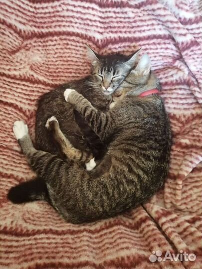 Отдам в хорошие руки