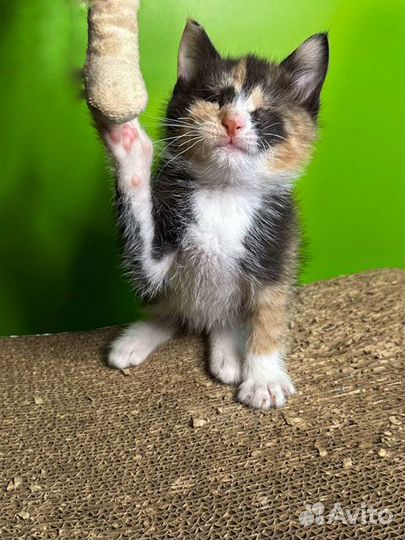 Малышка Киви,чудесный трехцветный котенок ищет дом