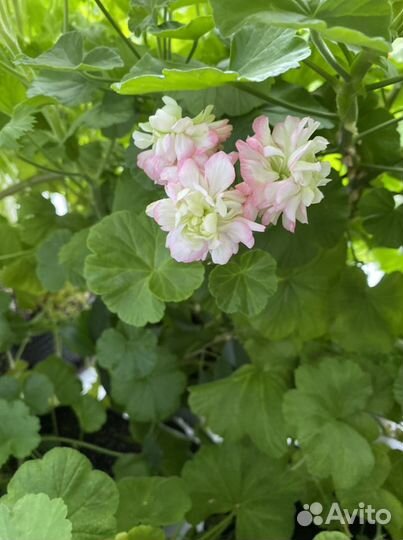 Пеларгония