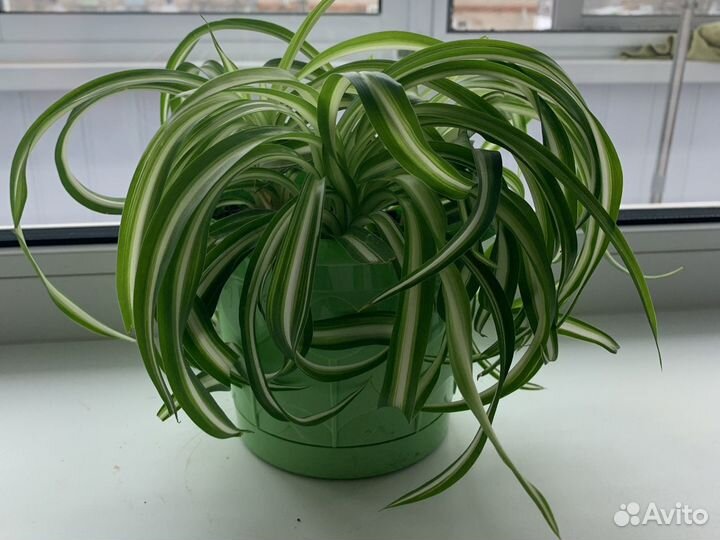 Хлорофитум