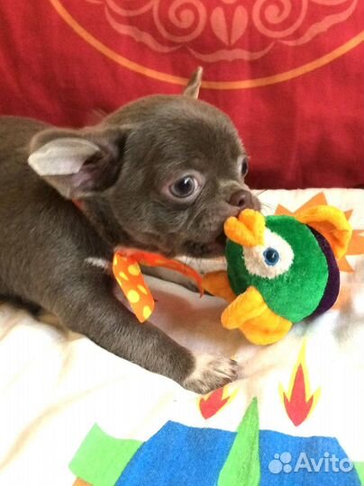 Чихуахуа девочки РКФ