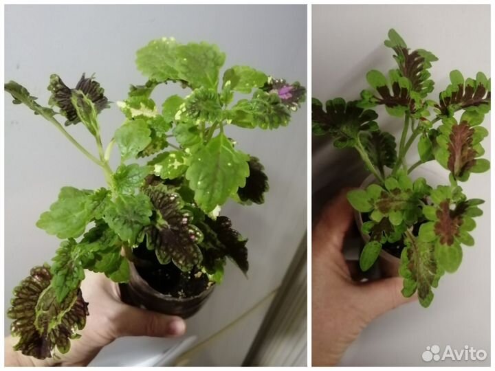 Комнатные цветы