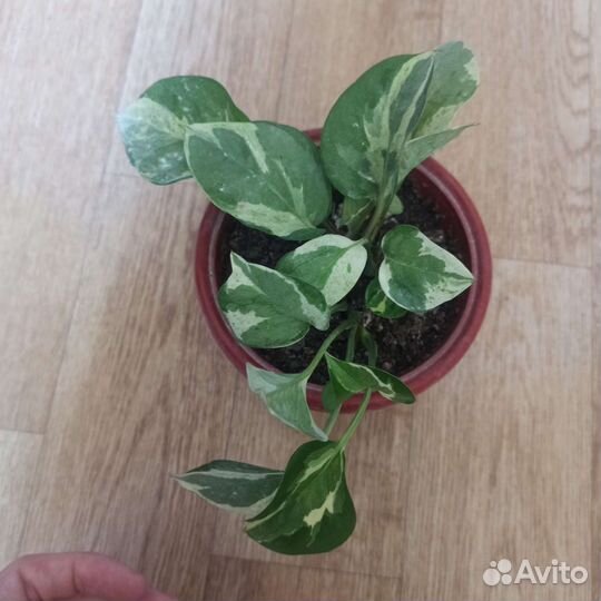 Цветы комнатные 4