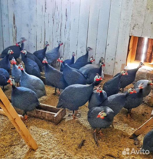 Инкубационные яйцо цесарок