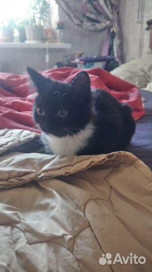 Котшечка