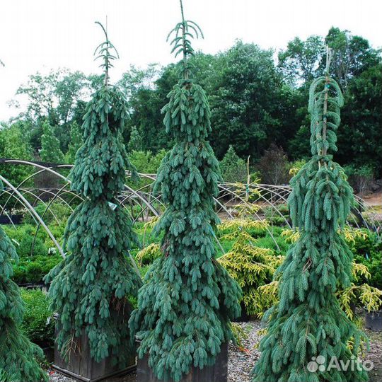 Ель глаука пендула