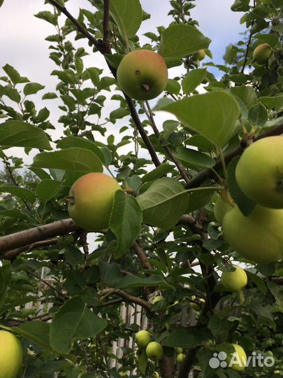 Сушеные яблоки