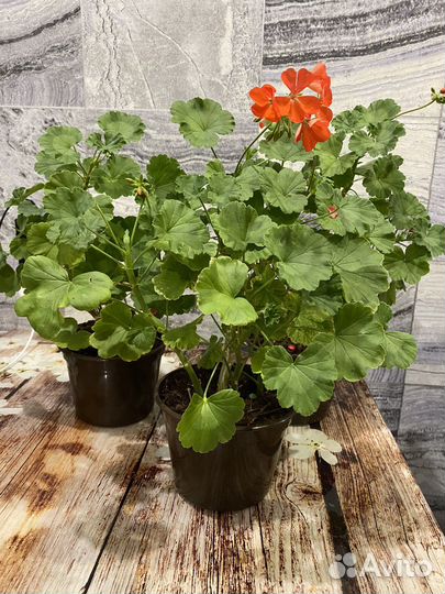 Пеларгония герань