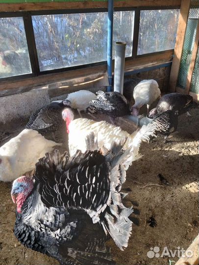 Инкубационное яйцо индейки