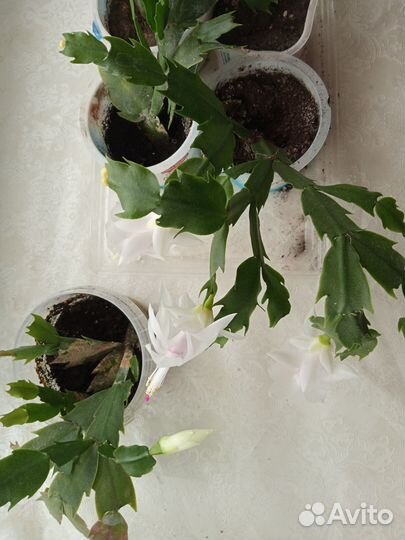 Цветок декабрист