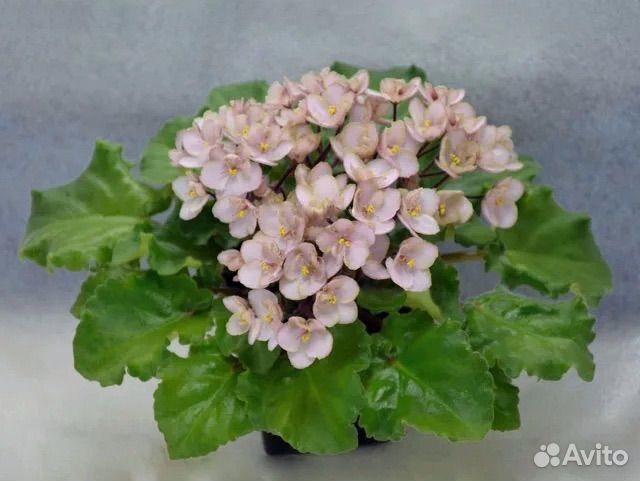 Фиалка сортовая Emerald Pink