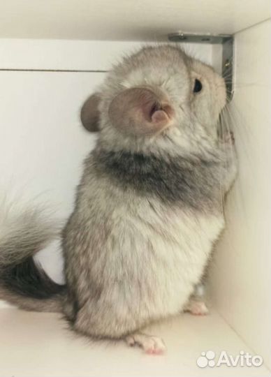 Шиншиллы ангоры, белые, чёрный жемчуг