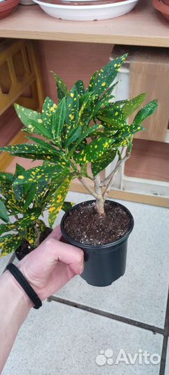 Кротон кодеум