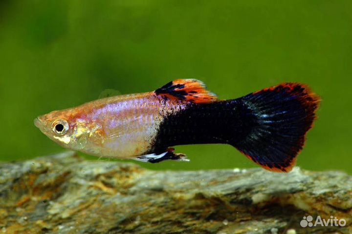 Гуппи розовый Тукседо (Tuxedo Pink) самцы