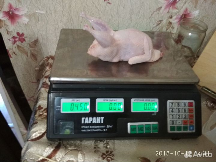 Инкубационное яйцо - Техасский белый перепел