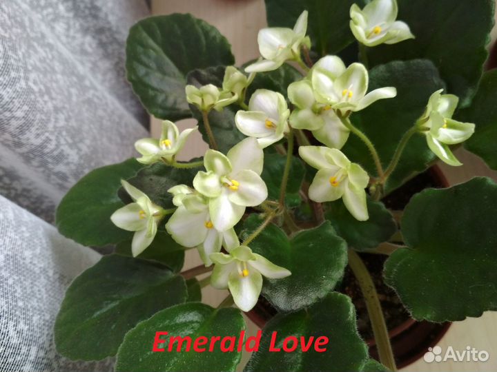 Цветущие фиалки