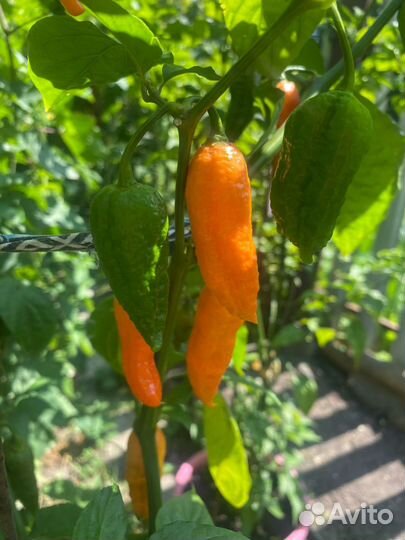 Перец суперострый