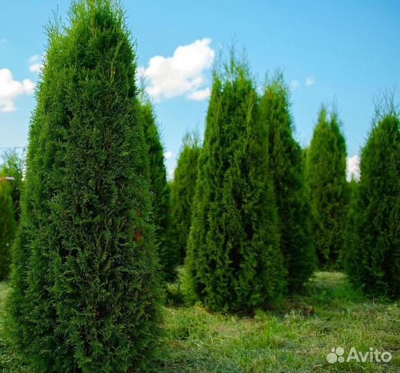Туя Смарагд с гарантией приживаемости