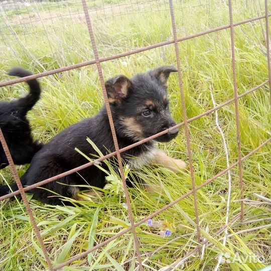 Немецкая овчарка