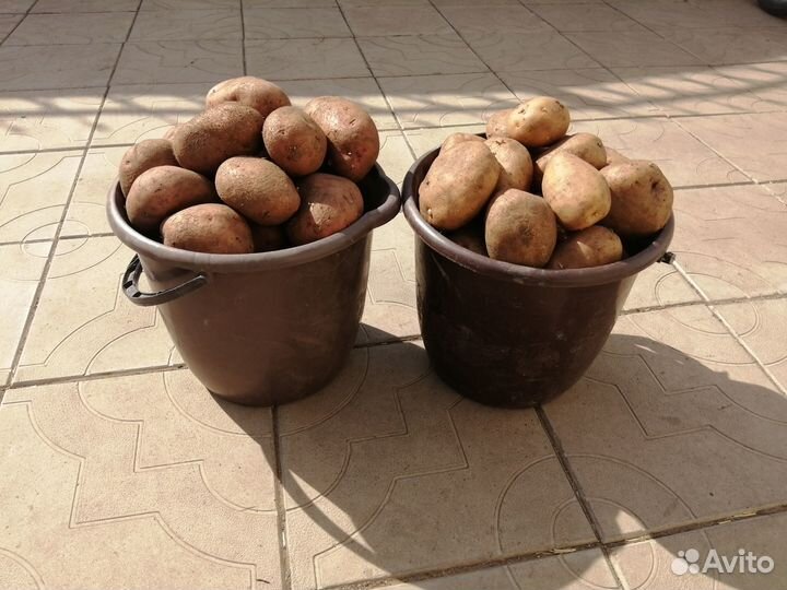 Продам картофель