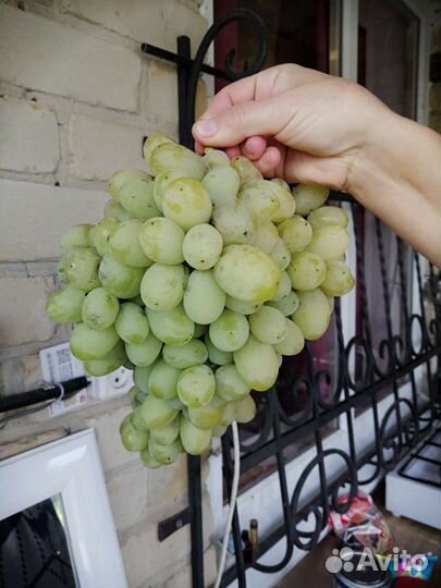 Саженцы винограда Аркадия (2022г)