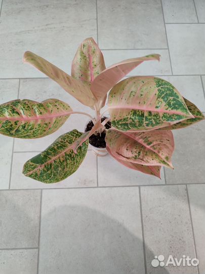 Аглаонема Harley Quinn