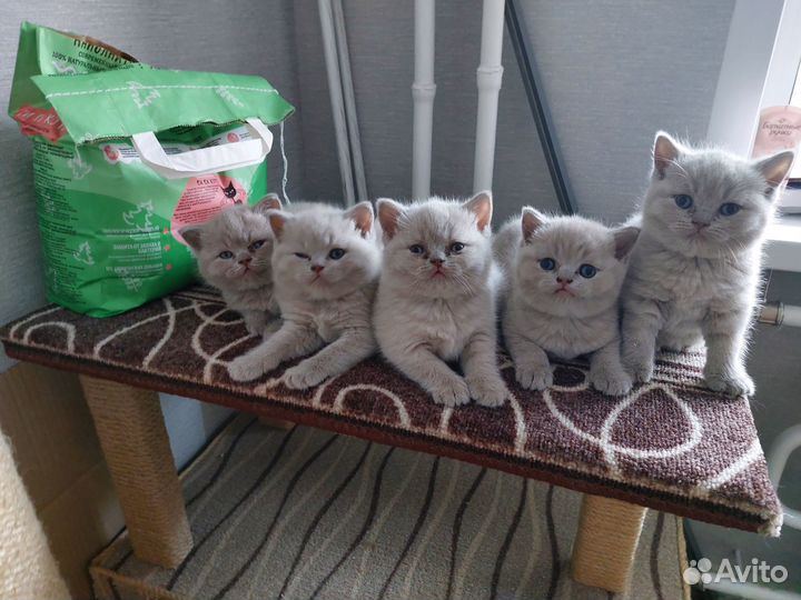 Британские котята