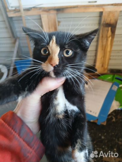 Котята в добрые руки бесплатно