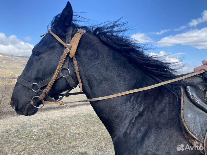 Карачаевский жеребец