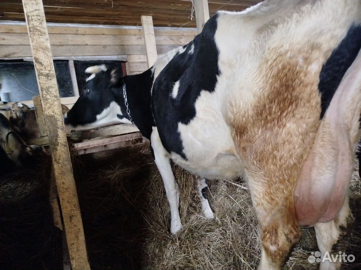 Корова,телка, телята