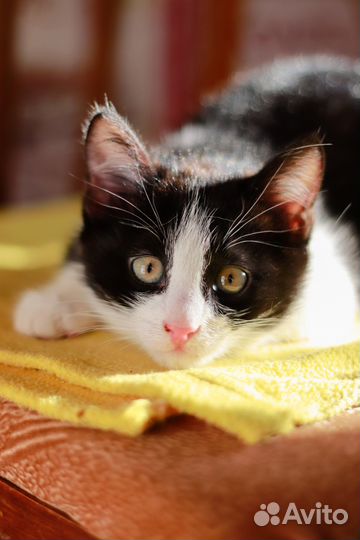 Котенок в добрые руки