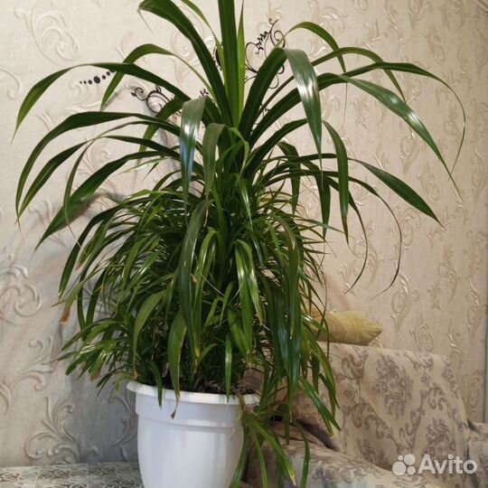 Пальма панданус