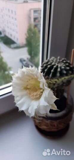 Кактус Эхинопсис