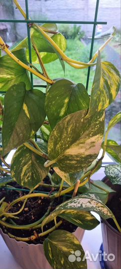 Сциндапсус пестролистый плющ