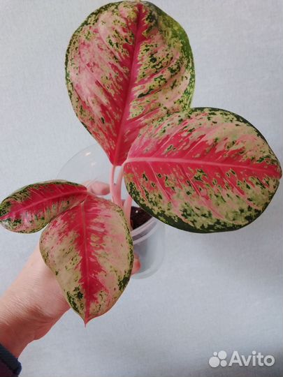 Аглаонемы. Обновл. 23.07.24