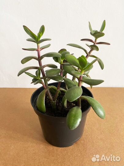 Красула (толстянка, денежное дерево)