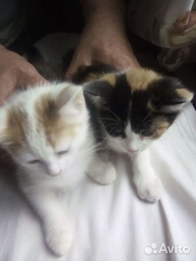 Отдам в добрые руки