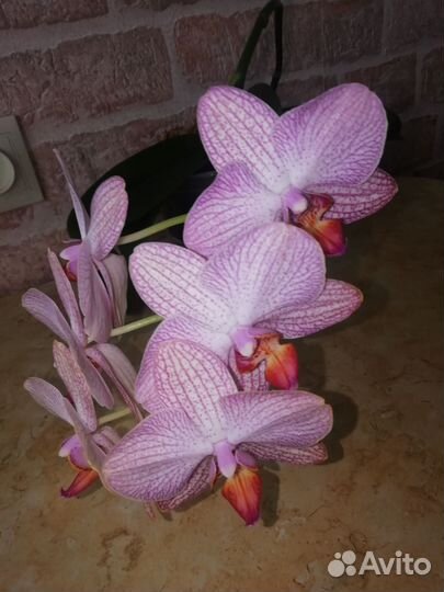 Орхидея фаленопсис