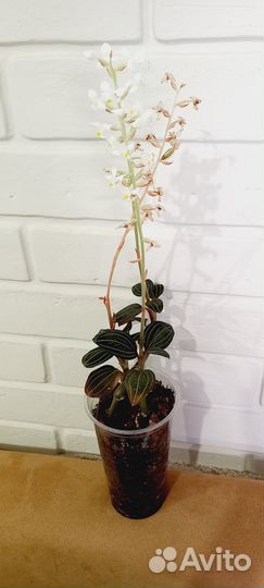 Лудизия. Драгоценная орхидея/Jewel orchids Ludisia