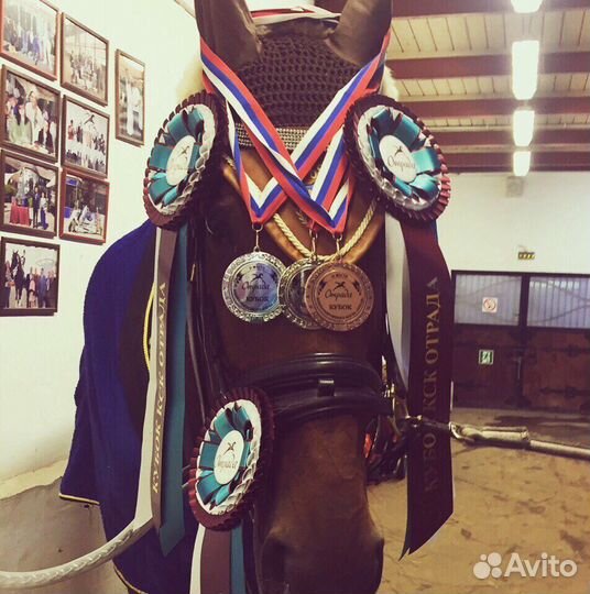 Занятия конным спортом и Аренда лошадей