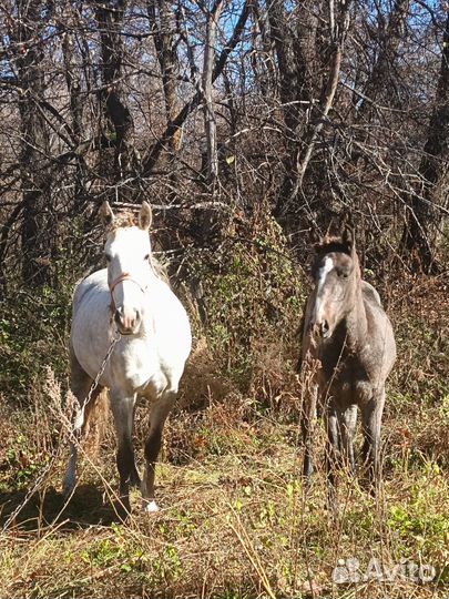 Лошадь с жеребенком