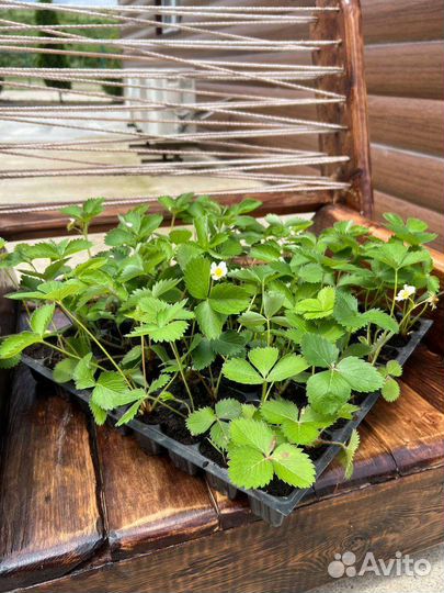 Рассада клубники от производителя