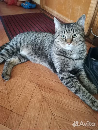 Кот на вязку