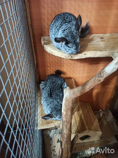 Семья шиншилл с клеткой