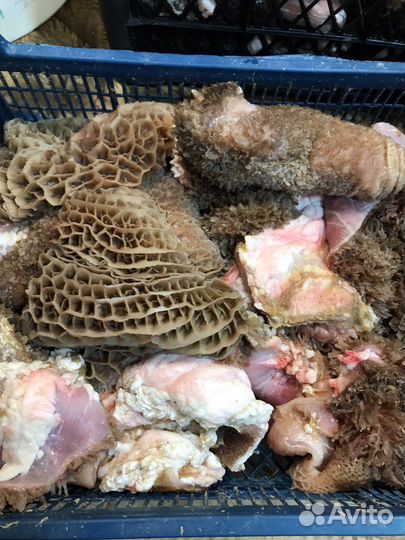 Рубец Требуха