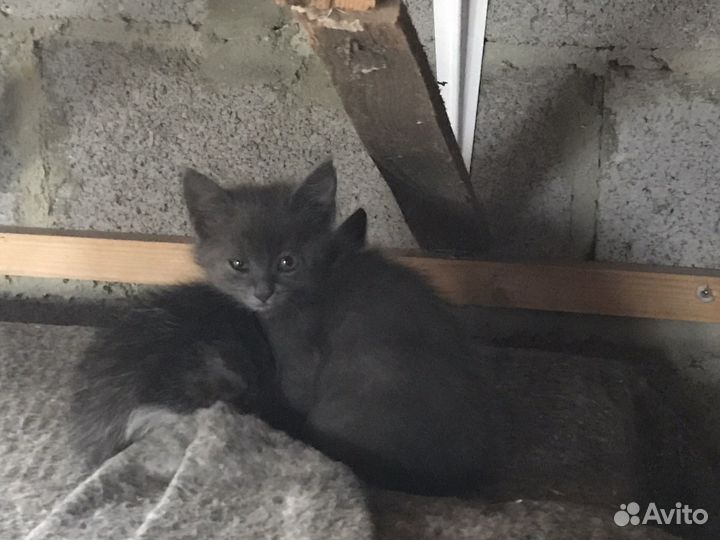 Котята бесплатно