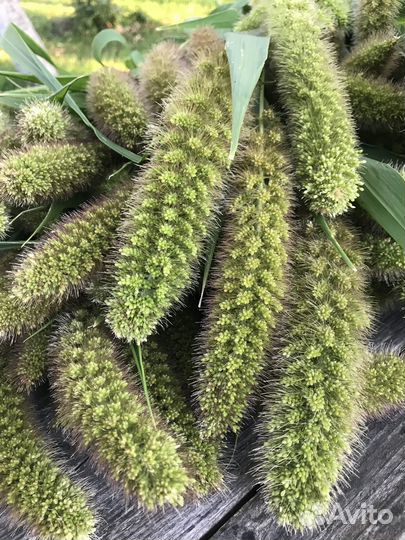 Букеты Сухоцветы Лисий хвост/Щетинник