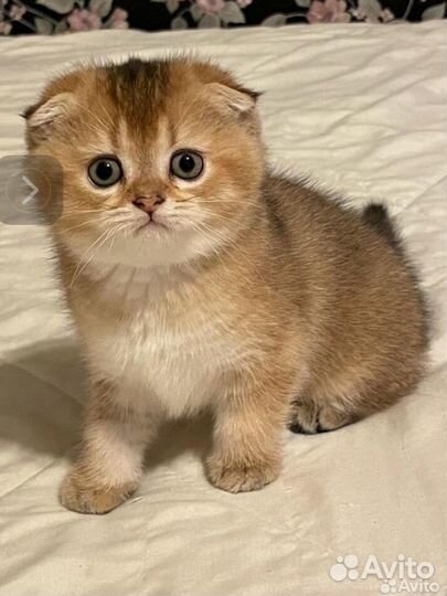 Котята шиншилла