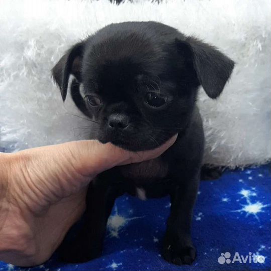 Без предоплат.Чихуахуа щенки беби фейс