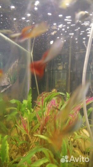 Аквариумные рыбки гуппи эндлера